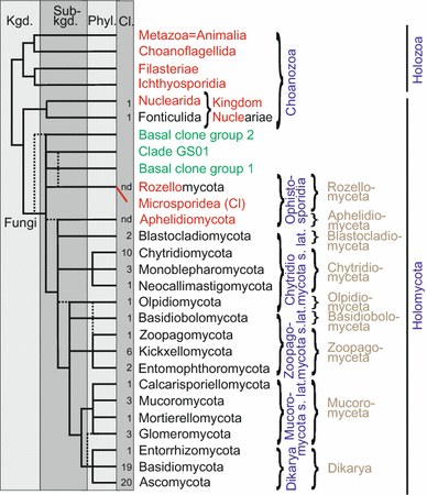 Fungi Classification Chart