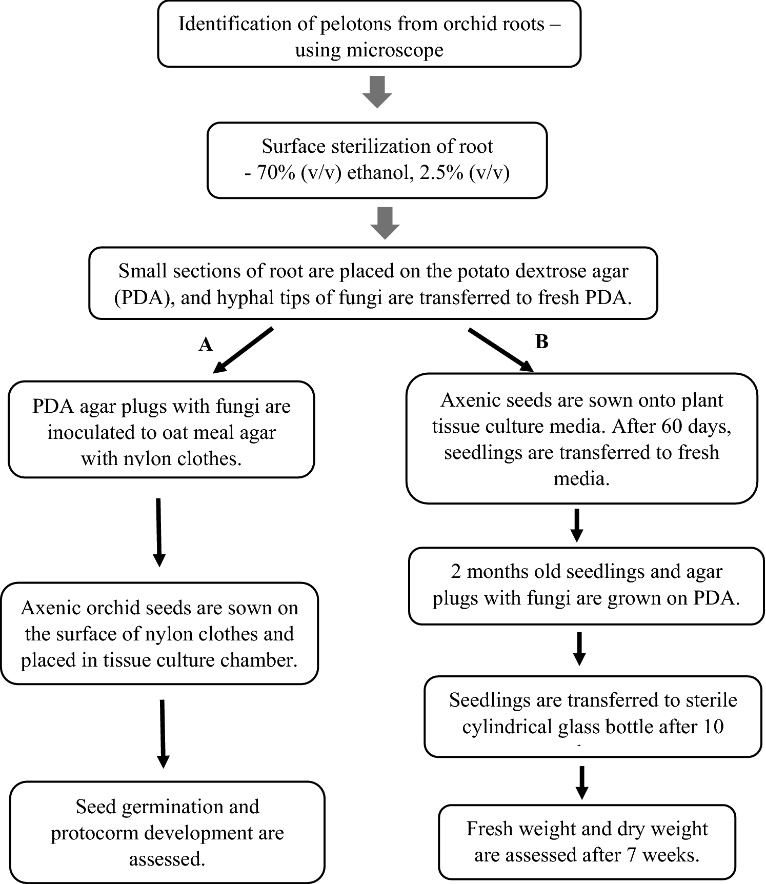 Poly Vi Sol With Iron Dosage Chart