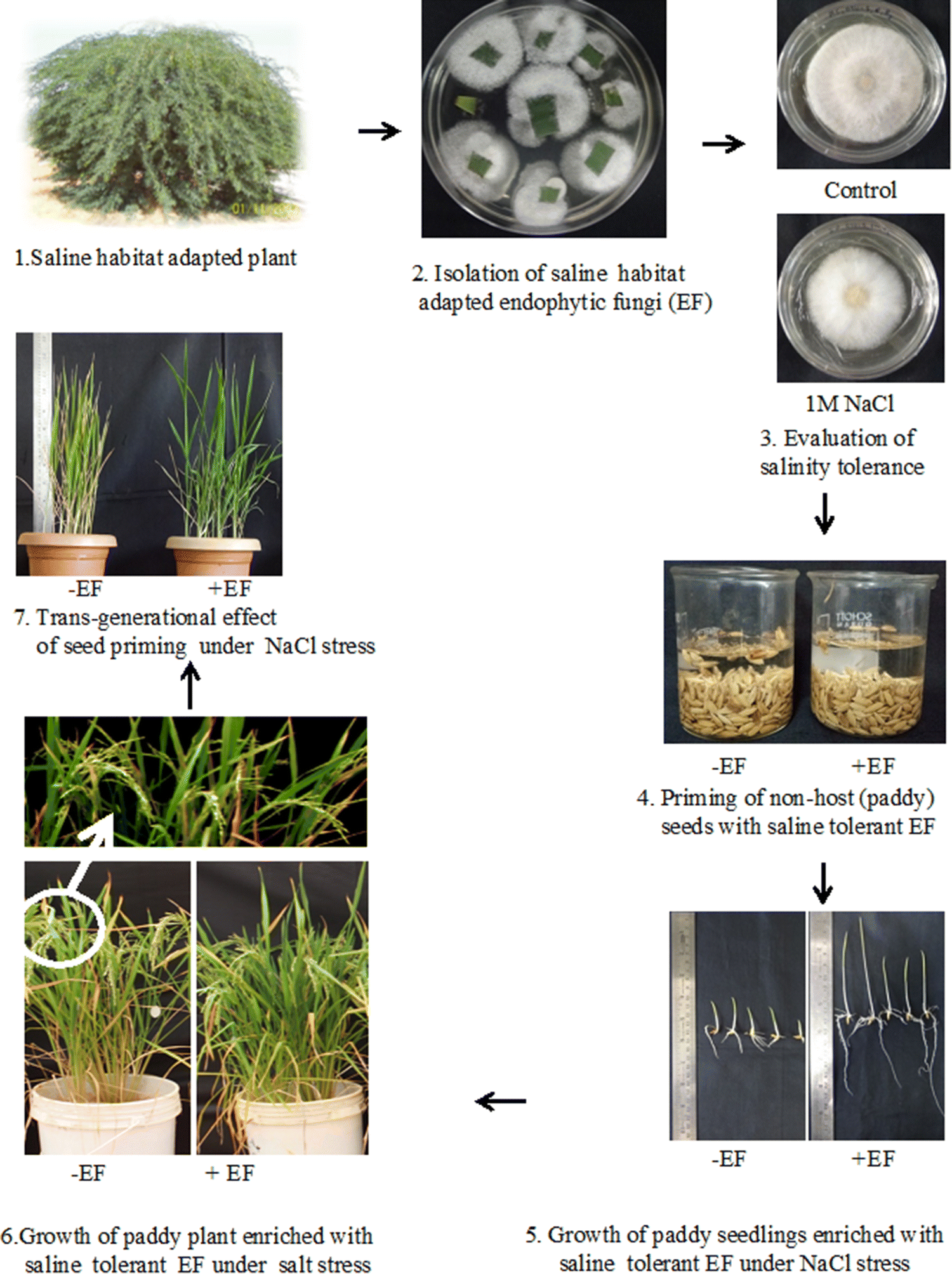 the amazing potential of fungi 50 ways we can exploit fungi examples of fungi