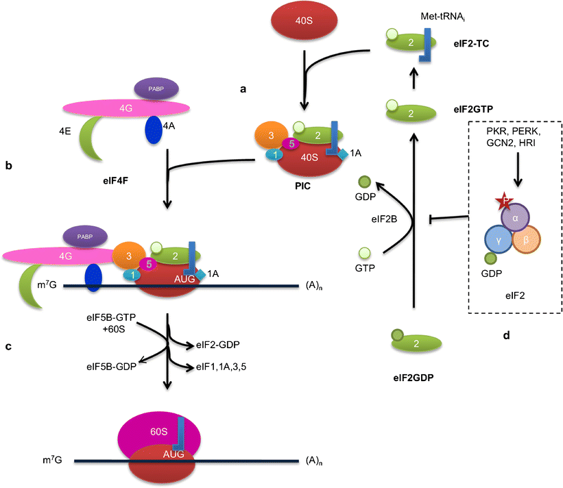 Translational regulator eIF2α in tumor | SpringerLink