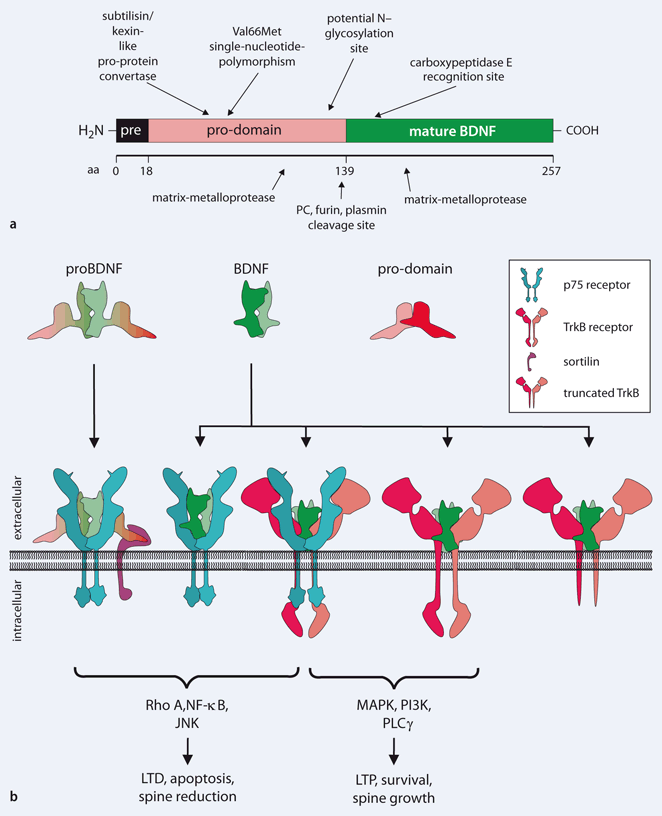 BDNF: a regulator of learning and memory processes with clinical ...