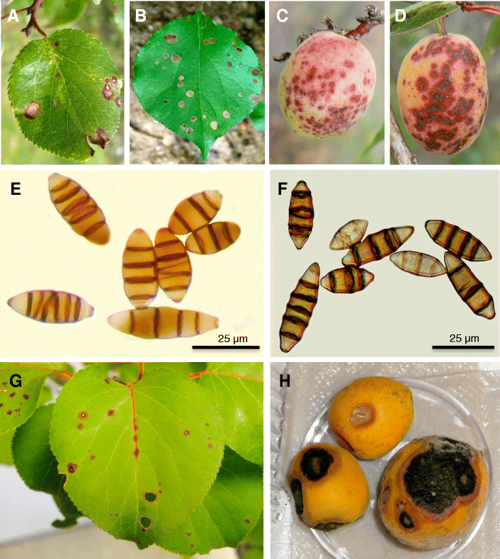 Thyrostroma carpophilum causing apricot shothole in Mexico SpringerLink