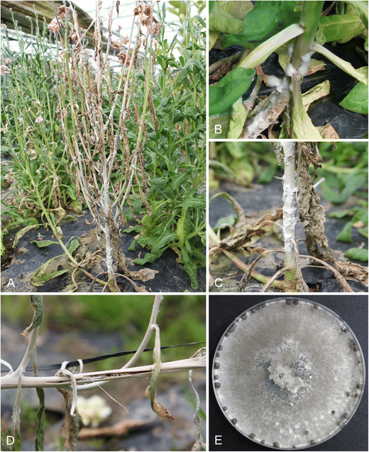 Confirmation of Sclerotinia sclerotiorum as the causal agent of stem ...