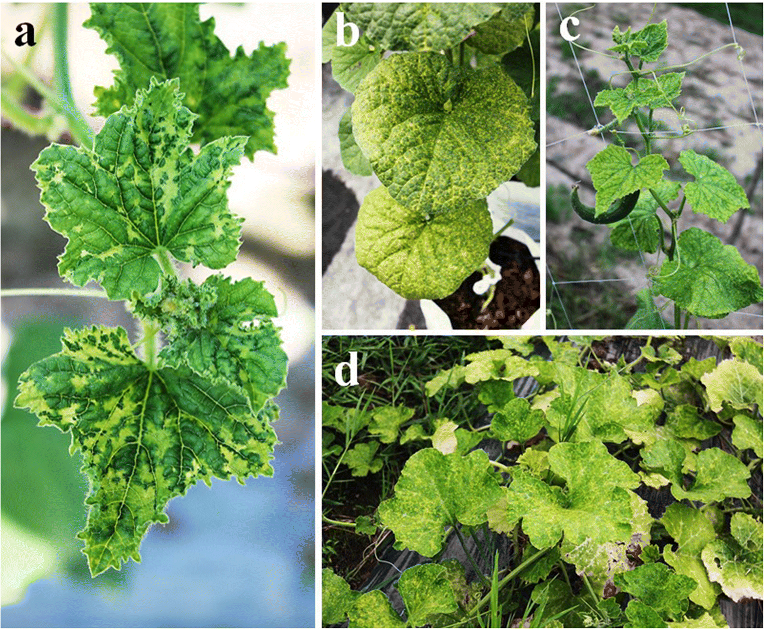 First record of melon yellow spot virus in pumpkin and its occurrence