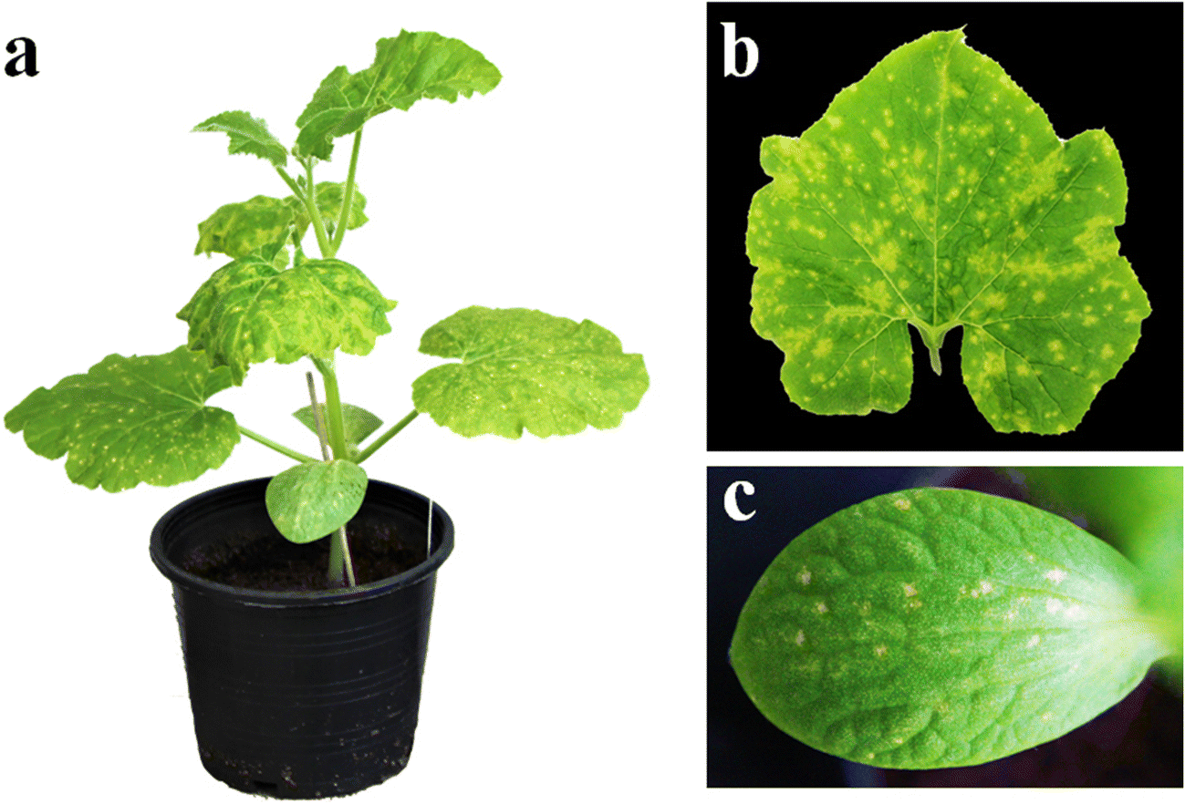 First record of melon yellow spot virus in pumpkin and its occurrence
