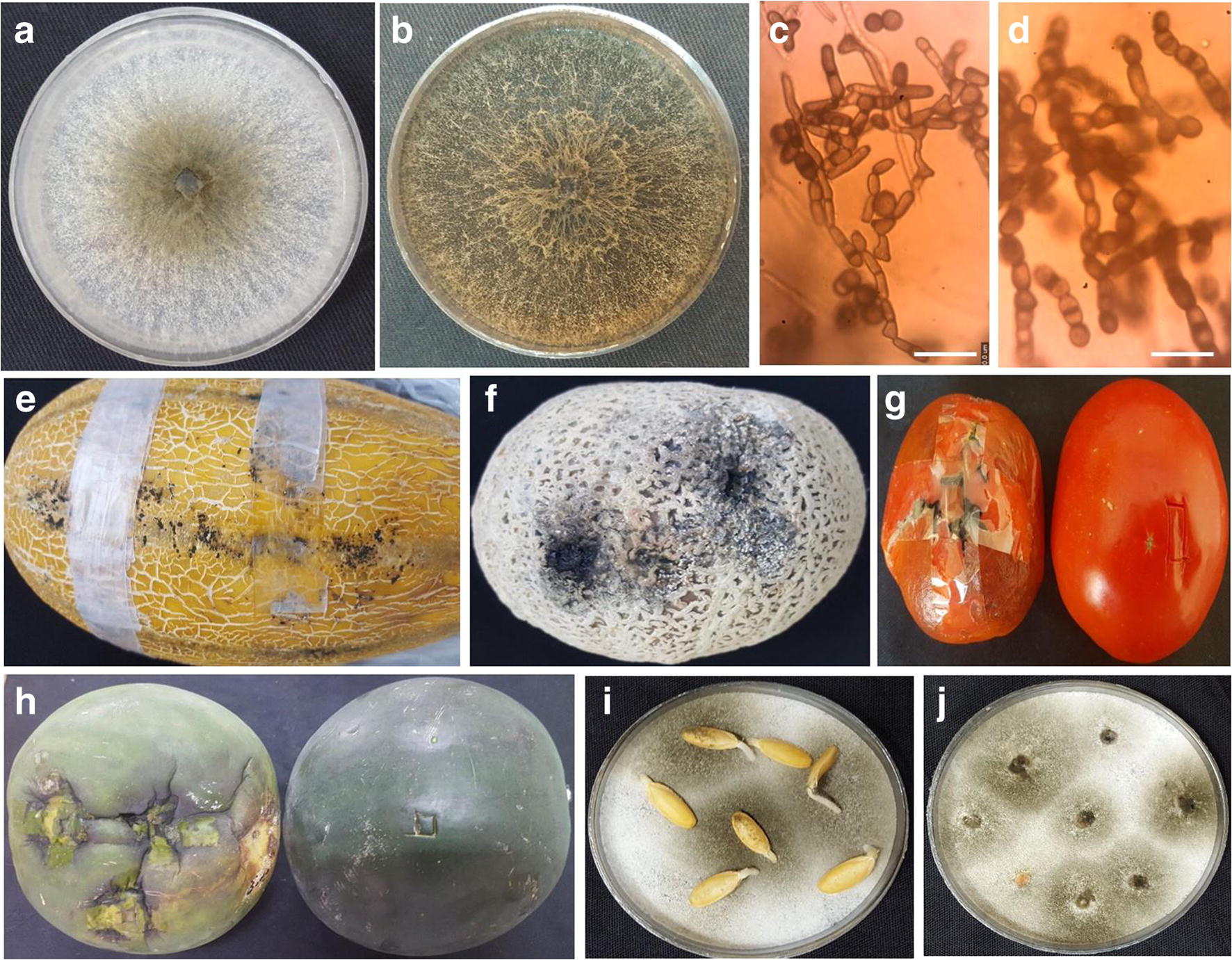 Fruit rot caused by Neoscytalidium hyalinum on melon in Iran SpringerLink