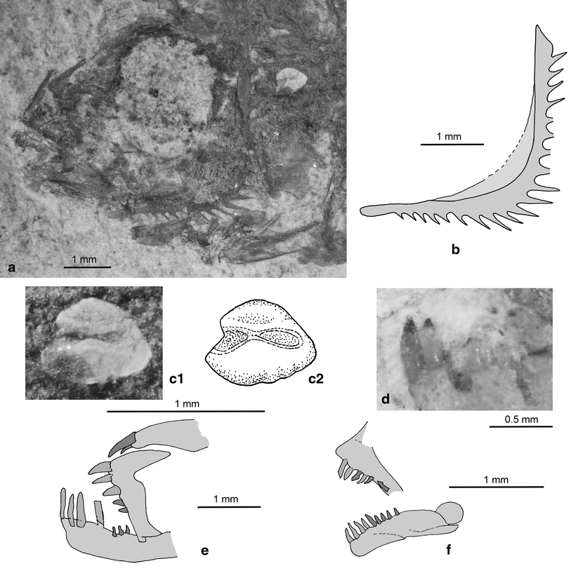 Otoliths In Situ From Sarmatian Middle Miocene Fishes Of - 