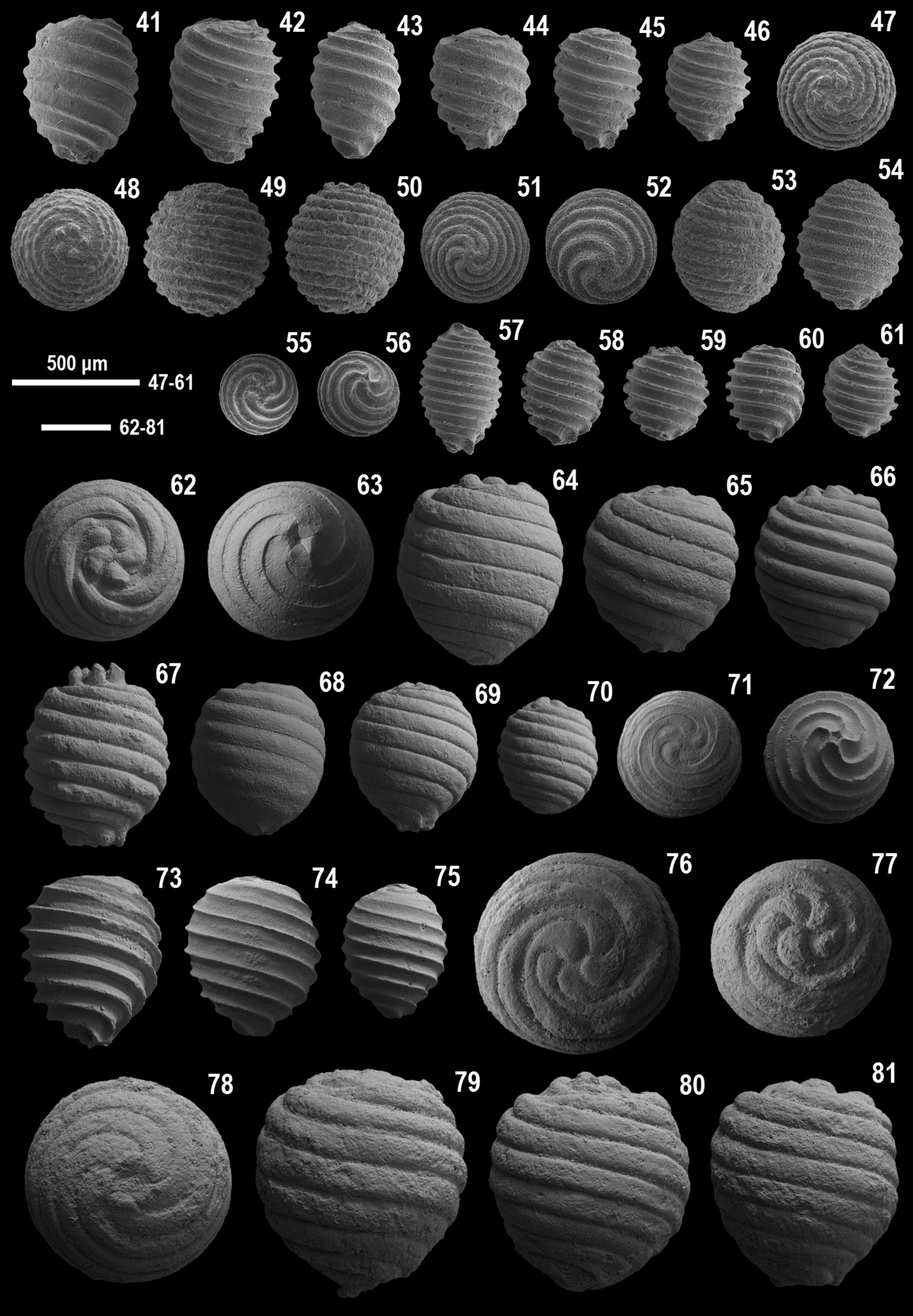 New Data On The Biostratigraphy Charophytes Nannofossils - 