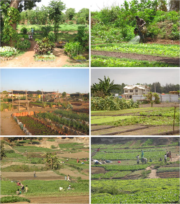Urban Agriculture In The Developing World A Review Springerlink