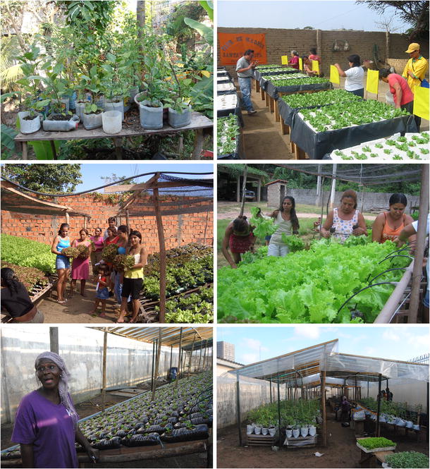 Urban Agriculture In The Developing World A Review Springerlink