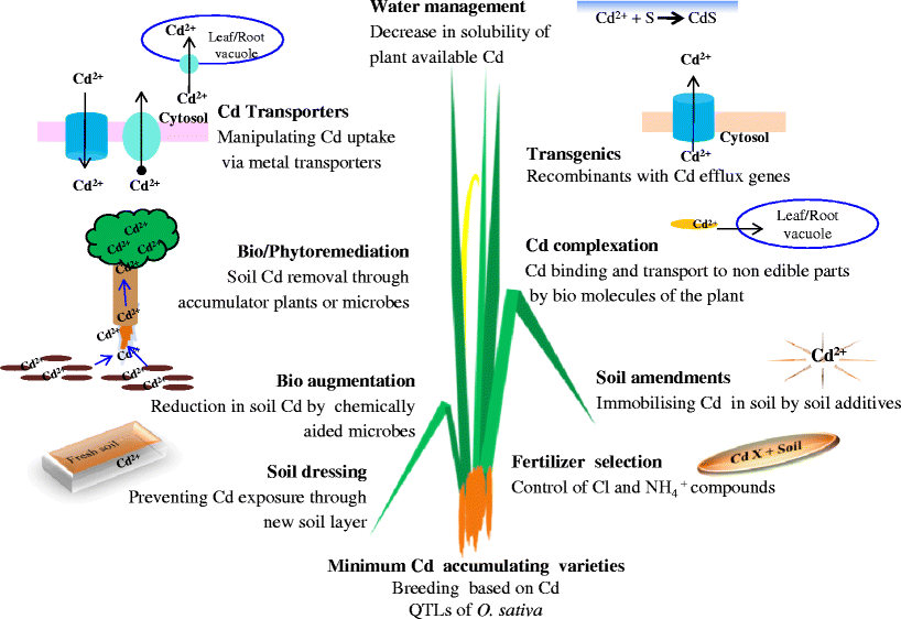 Cadmium minimization in rice. A review SpringerLink