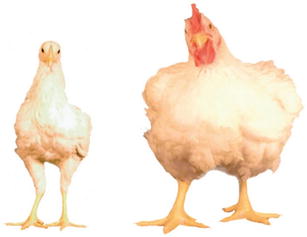 Weight Chart For Show Broilers