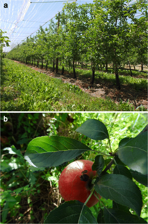 Ecosystem Services In Orchards A Review Springerlink - 