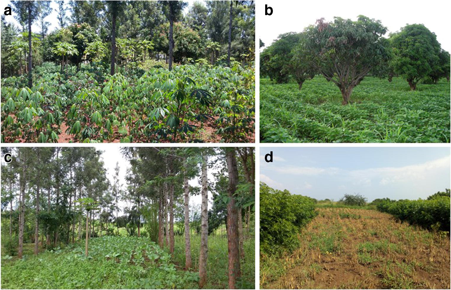 Agroforestry Delivers A Win Solution For Ecosystem