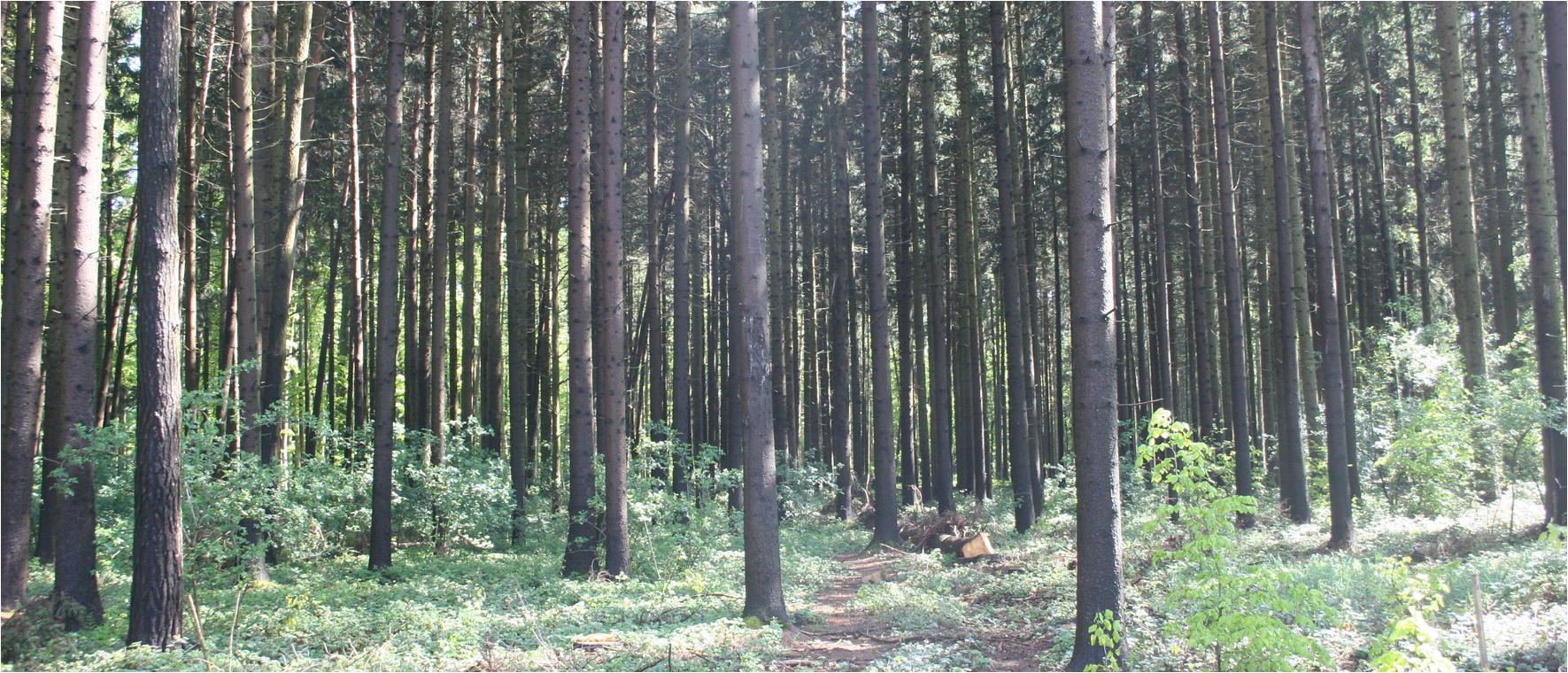 Forest Adaptation To Climate Changeis Non Management An - 