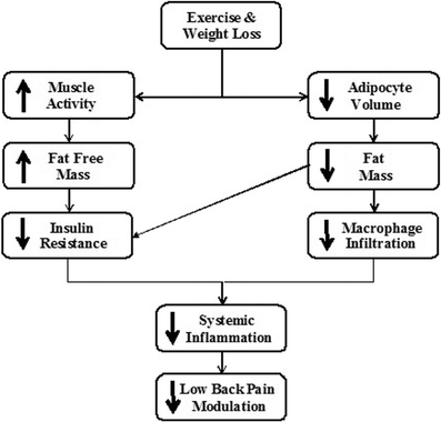 Obesity And Low Back Pain Is There A Weight Of Evidence To - 