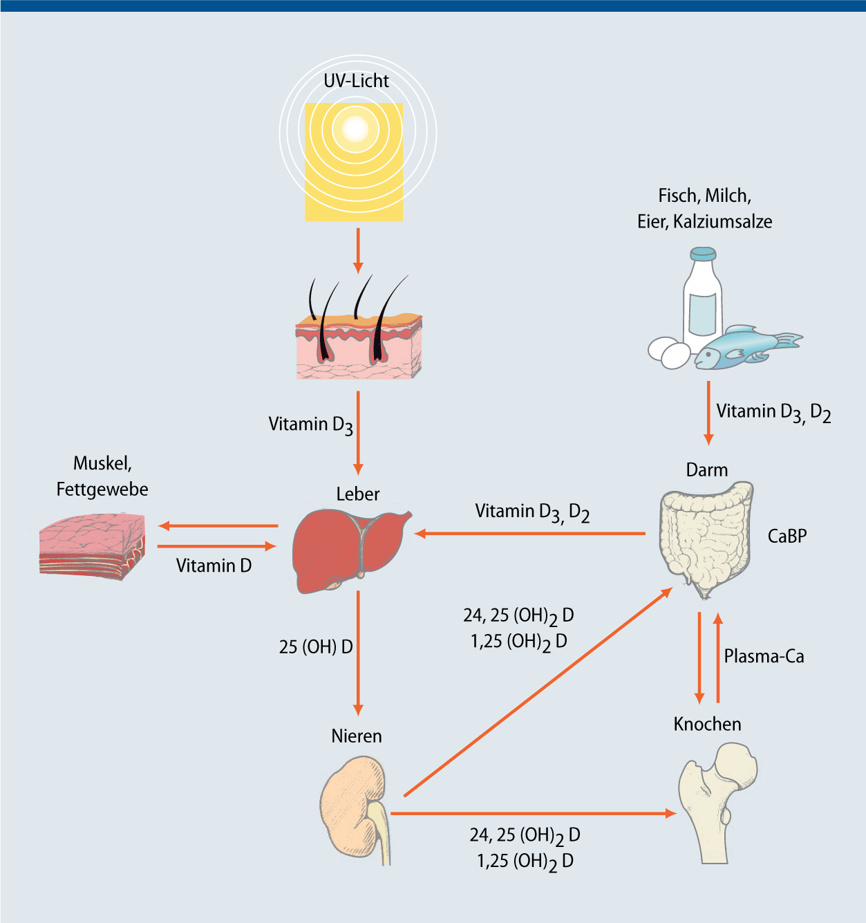 Vitamin D — ein unterschätztes Hormon mit vielfältiger Wirkung