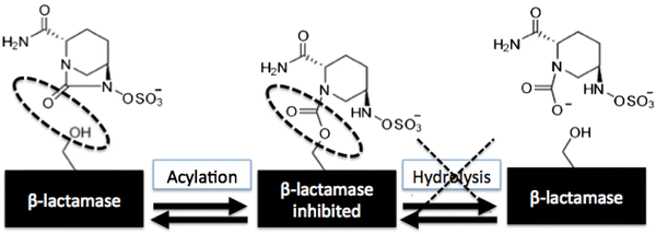 b-lactam dissociation constant pbp3