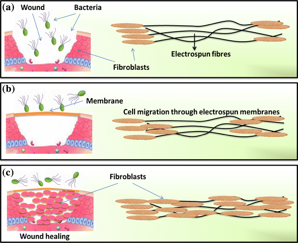 three stages of skin graft healing