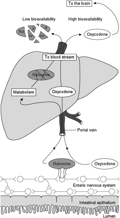 Oxycodone/Naloxone Prolonged-Release: A Review of Its Use in the ...