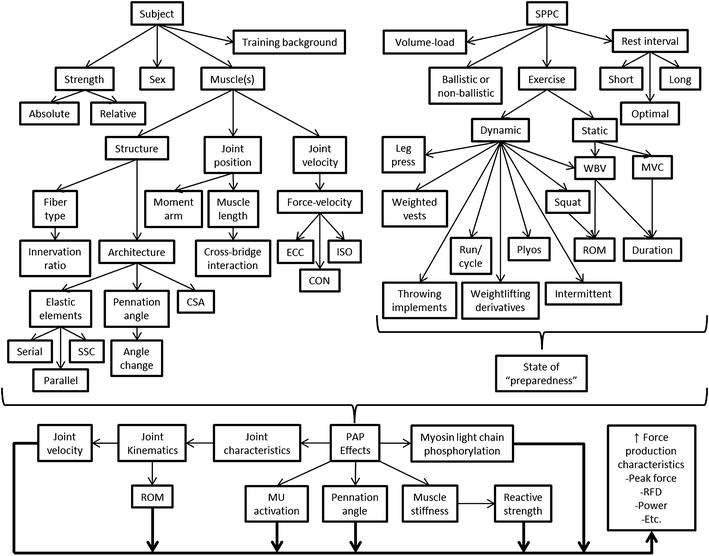 understanding vertical jump potentiation a deterministic model deterministic models