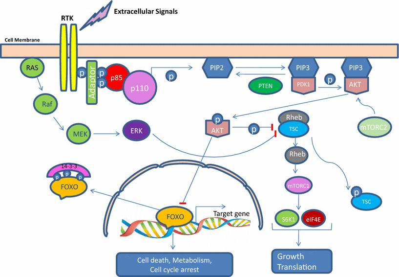 PI3K/AKT Pathway and Its Mediators in Thyroid Carcinomas | SpringerLink