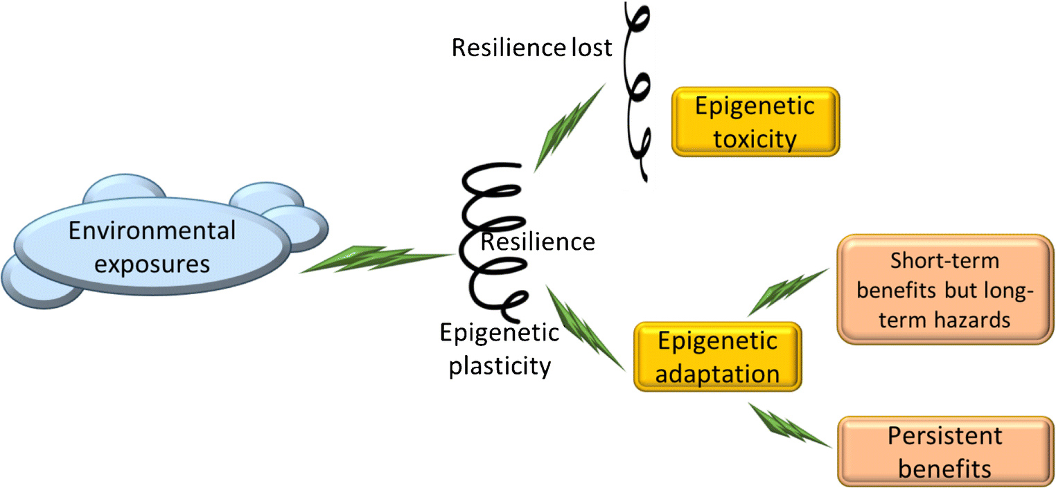 Environmentally Induced Epigenetic Plasticity In Development - 