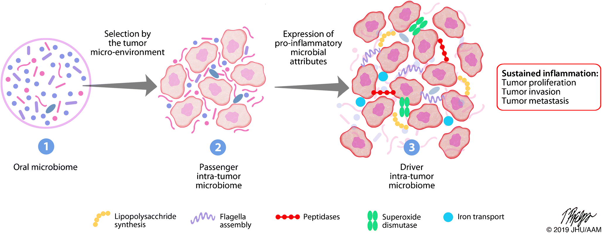 Advanced tumor. Т клеточная опухоль микро. биохимия микробиома. карта микробиома коклюша. tumor microenvironment analysis.