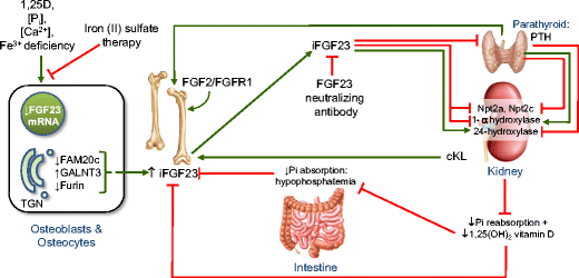 systemic control of bone homeostasis by fgf23 signaling springerlink