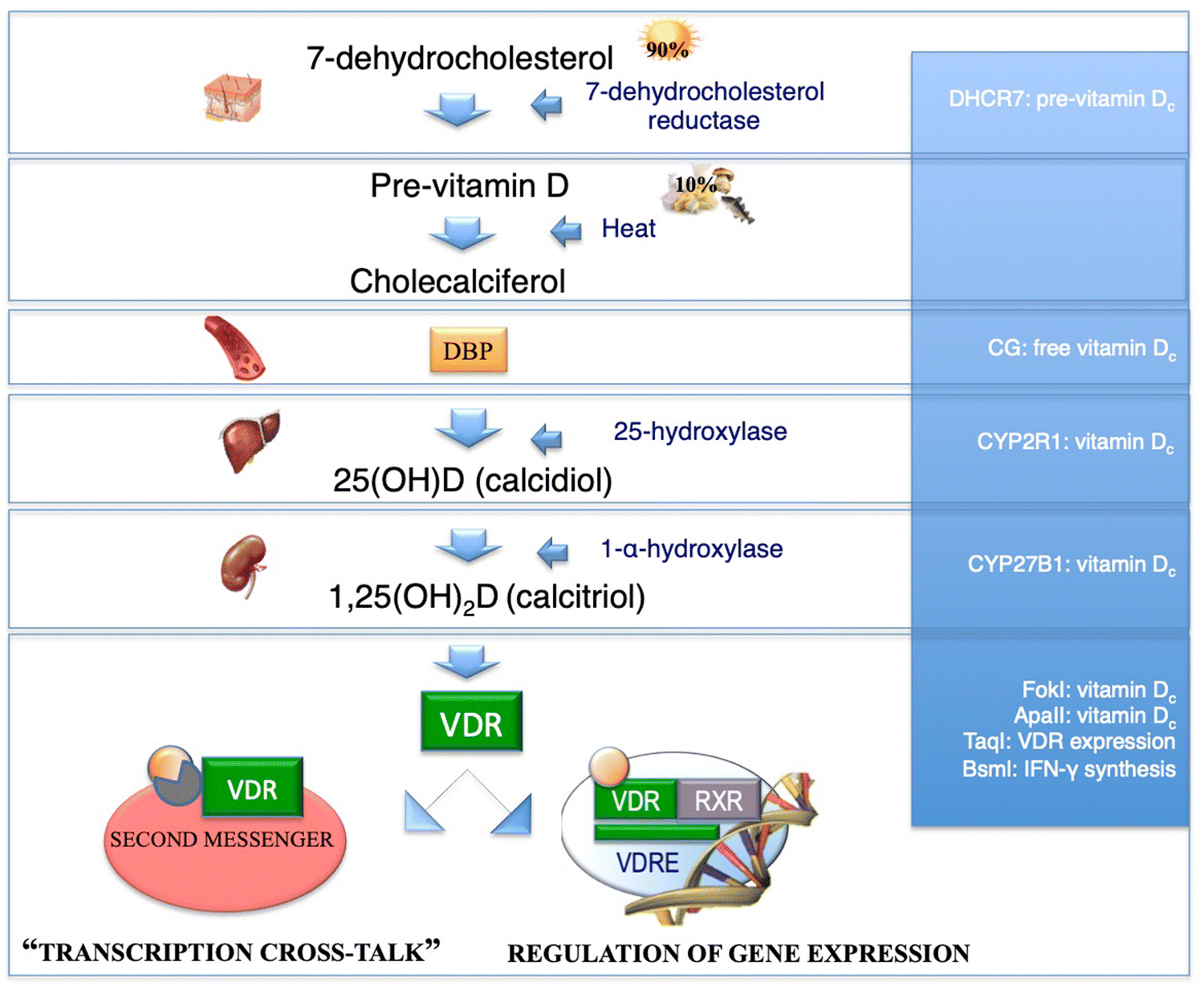 Immunomodulatory Effect Of Vitamin D And Its Potential Role