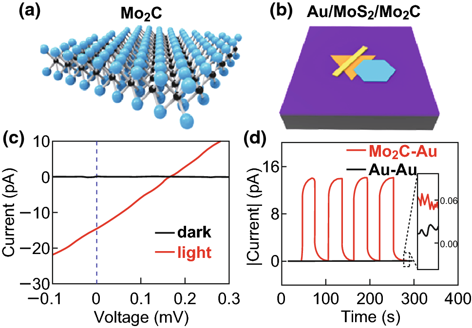 MoS2Based Photodetectors Powered by Asymmetric Contact Structure with