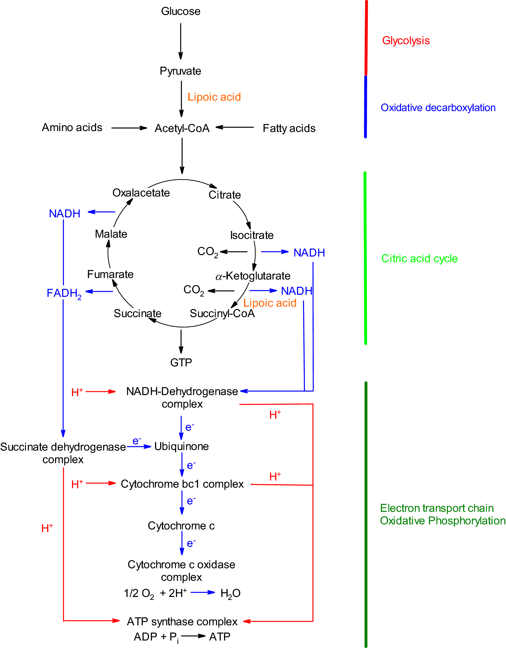 32 The Image Below Shows The Reactions Of The Citric Acid Cycle Label The Enzymes On The Diagram Labels For Your Ideas