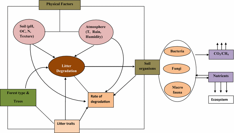 Litter Decomposition In Forest Ecosystems A Review - 