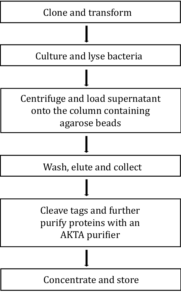 Enzyme Purification Chart