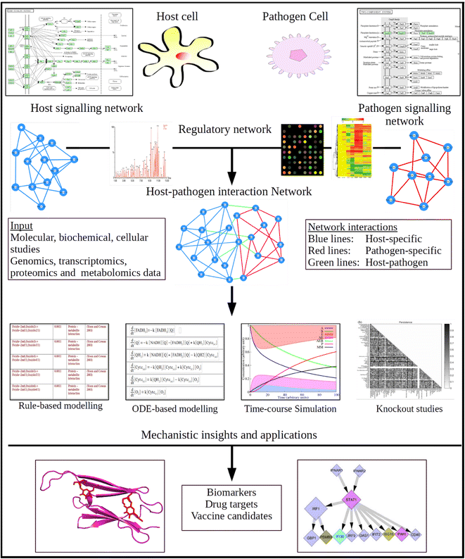 Host-pathogen interaction case study answers picture