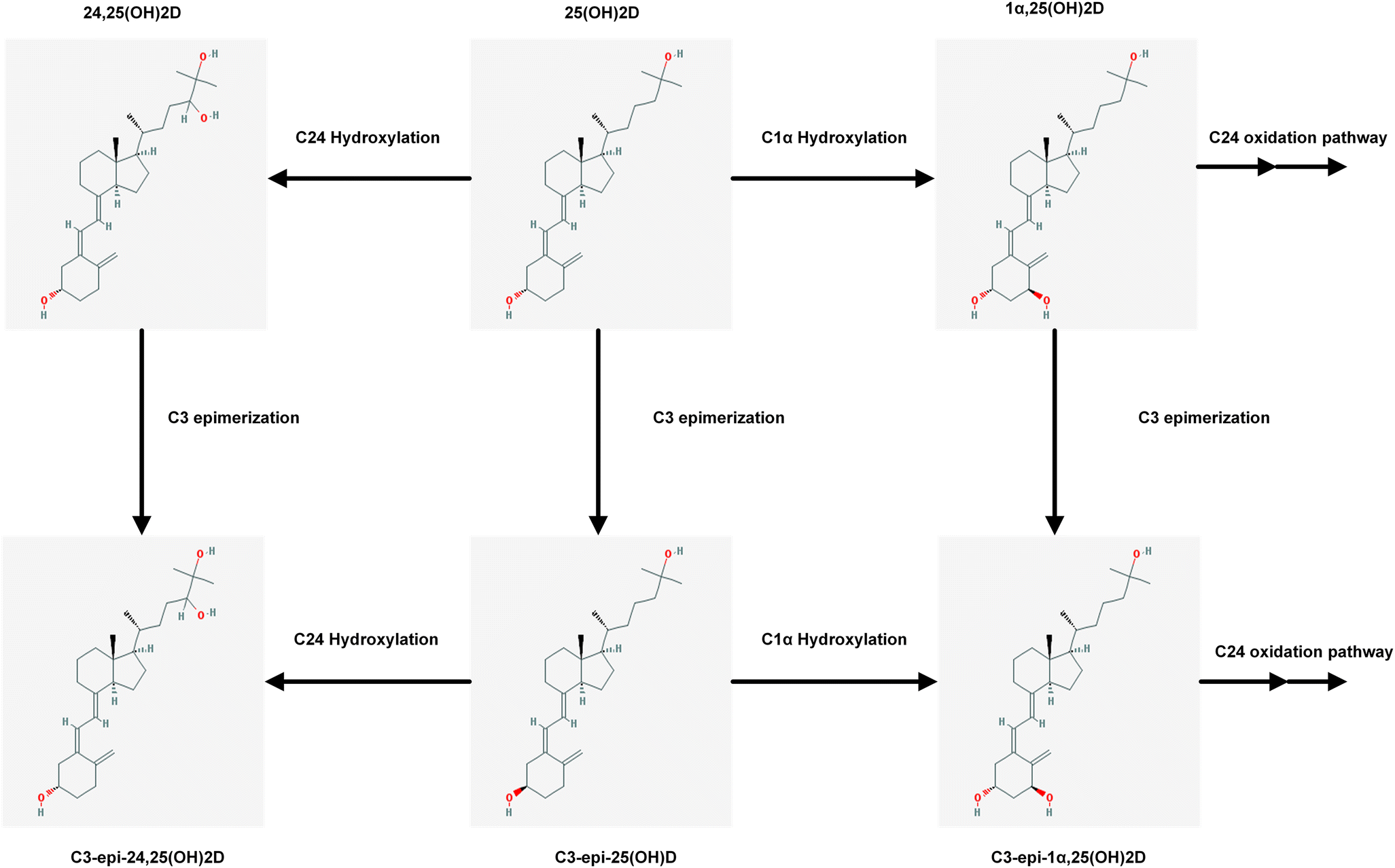 The Measurement Of Vitamin D Metabolites Part Imetabolism