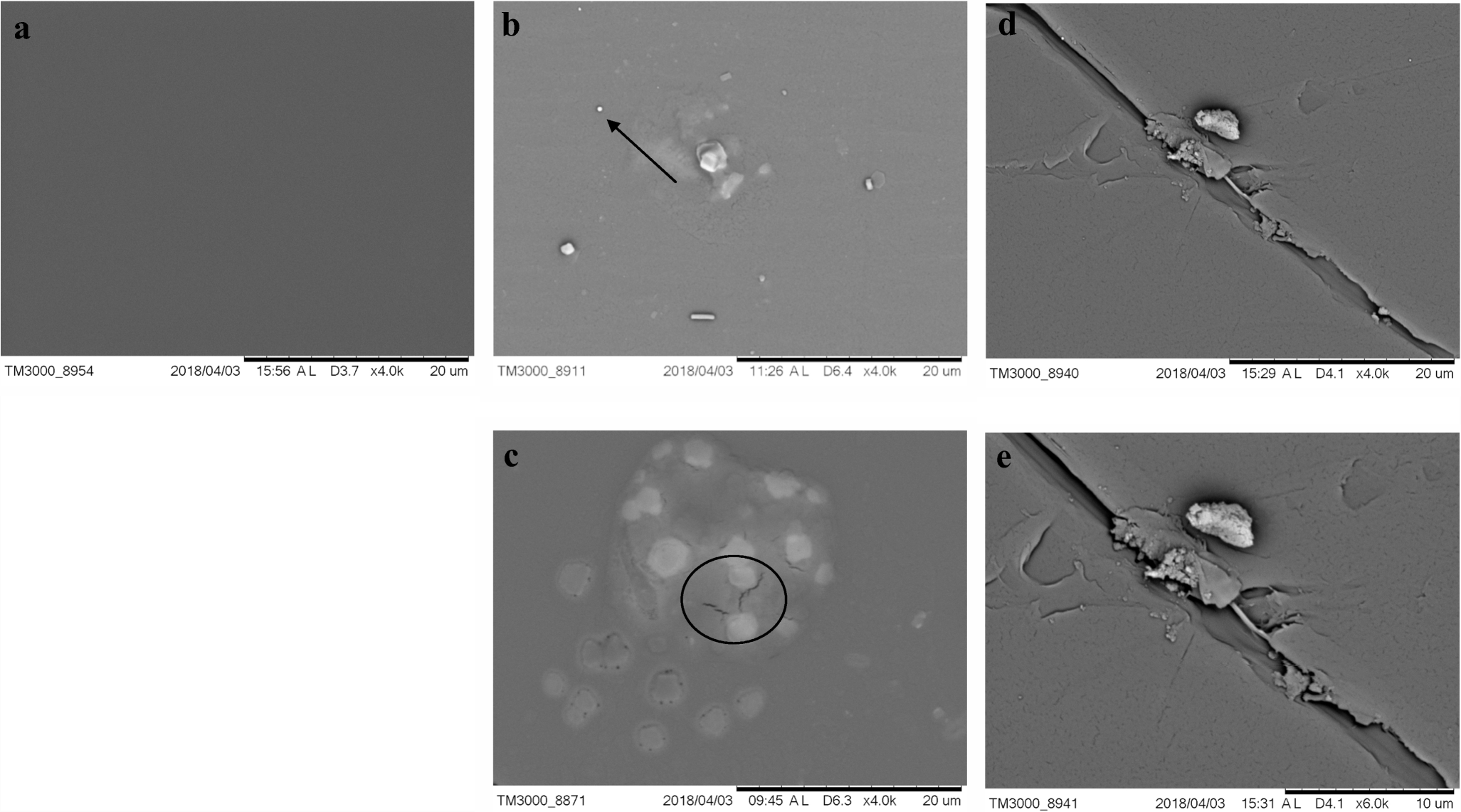 Hydrocarbon Associated Substrates Reveal Promising Fungi For