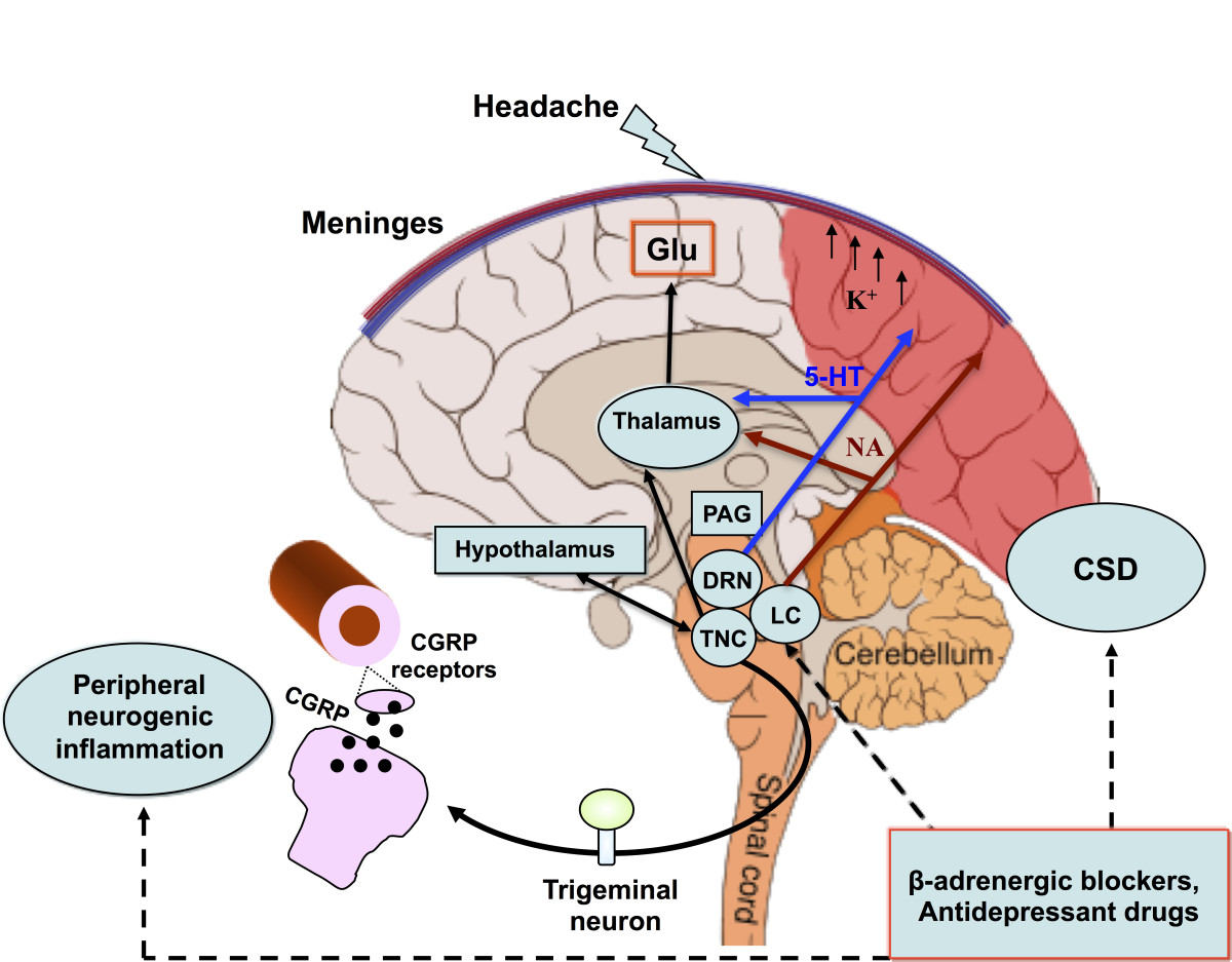 cortical-spreading-depression-as-a-target-for-anti-migraine-agents