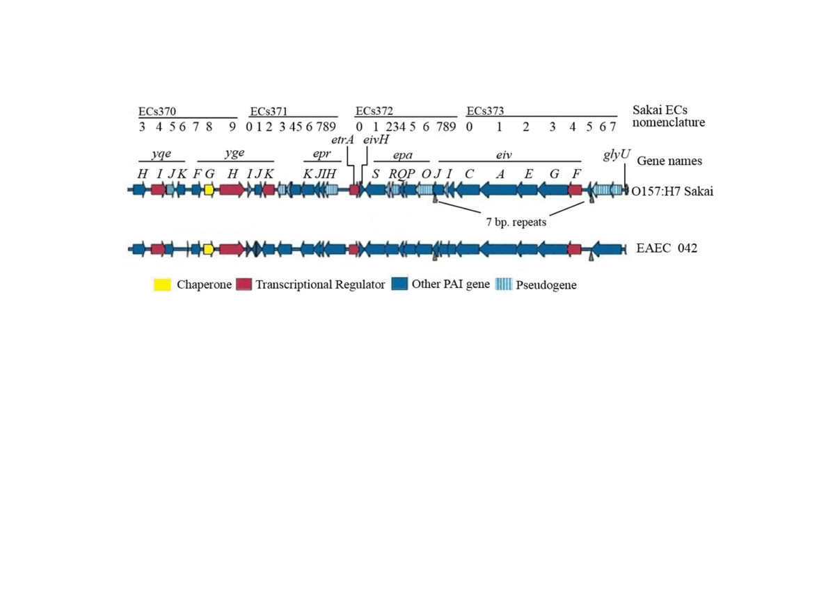 Escherichia Coli Type Iii Secretion System 2 A New Kind Of T3ss