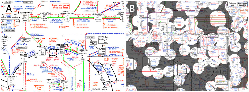 Biochemical Pathways Wall Chart Download