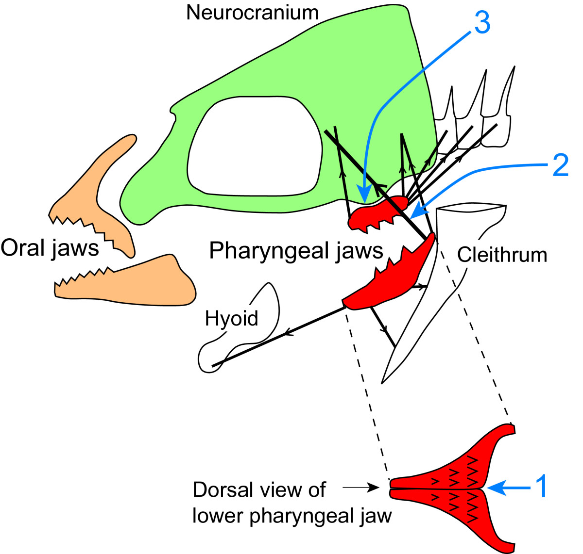 Independent evolution of the specialized pharyngeal jaw apparatus in