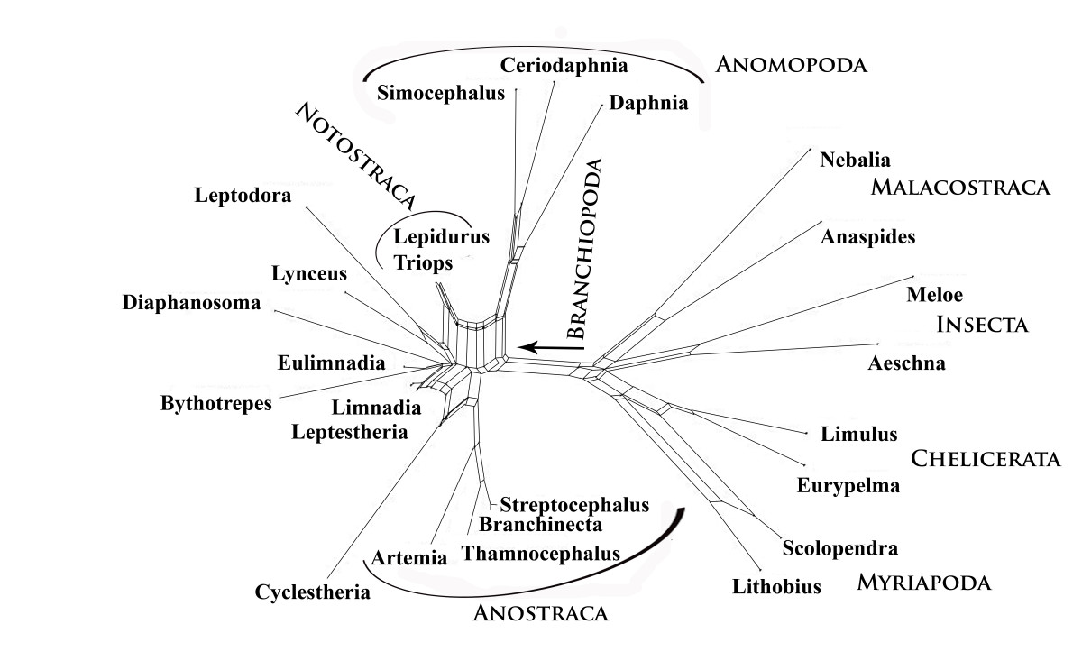 visualizing differences in phylogenetic information content of homology analogy homoplasy venn diagram