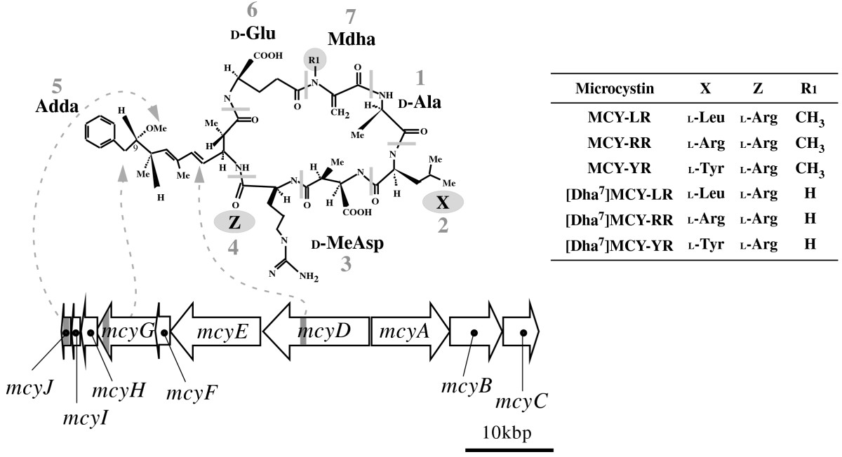 microcystin