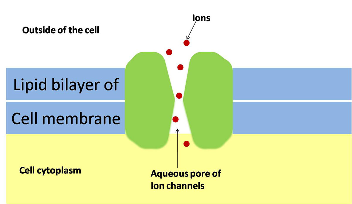 effect of detergent concentration on membrane Effect of salt on cell membranes lab cell 2 which salt concentration(s) had the least effect on the beet membrane how did you arrive at this conclusion. effect of detergent concentration on membrane Effect of salt on cell membranes lab cell 2 which salt concentration(s) had the least effect on the beet membrane how did you arrive at this conclusion.
