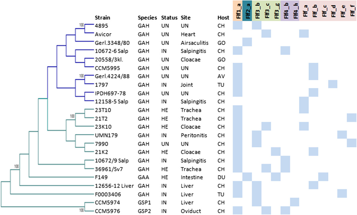 Chaperone Usher Fimbriae In A Diverse Selection Of Gallibacterium Genomes Springerlink