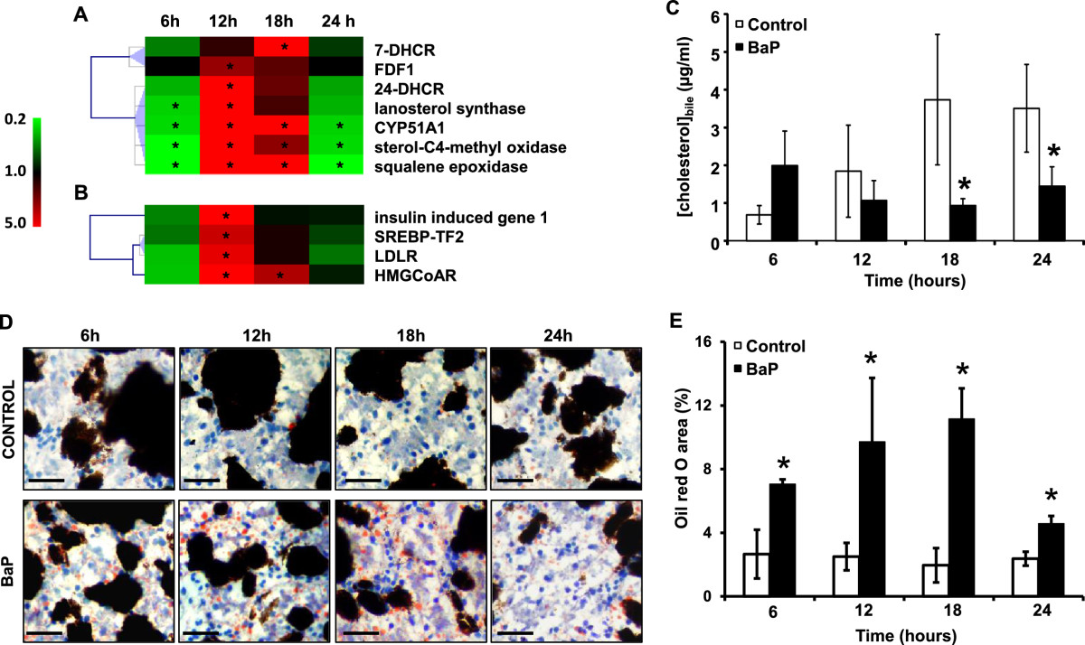 Impaired Liver Function In Xenopus Tropicalis Exposed To Benzo A