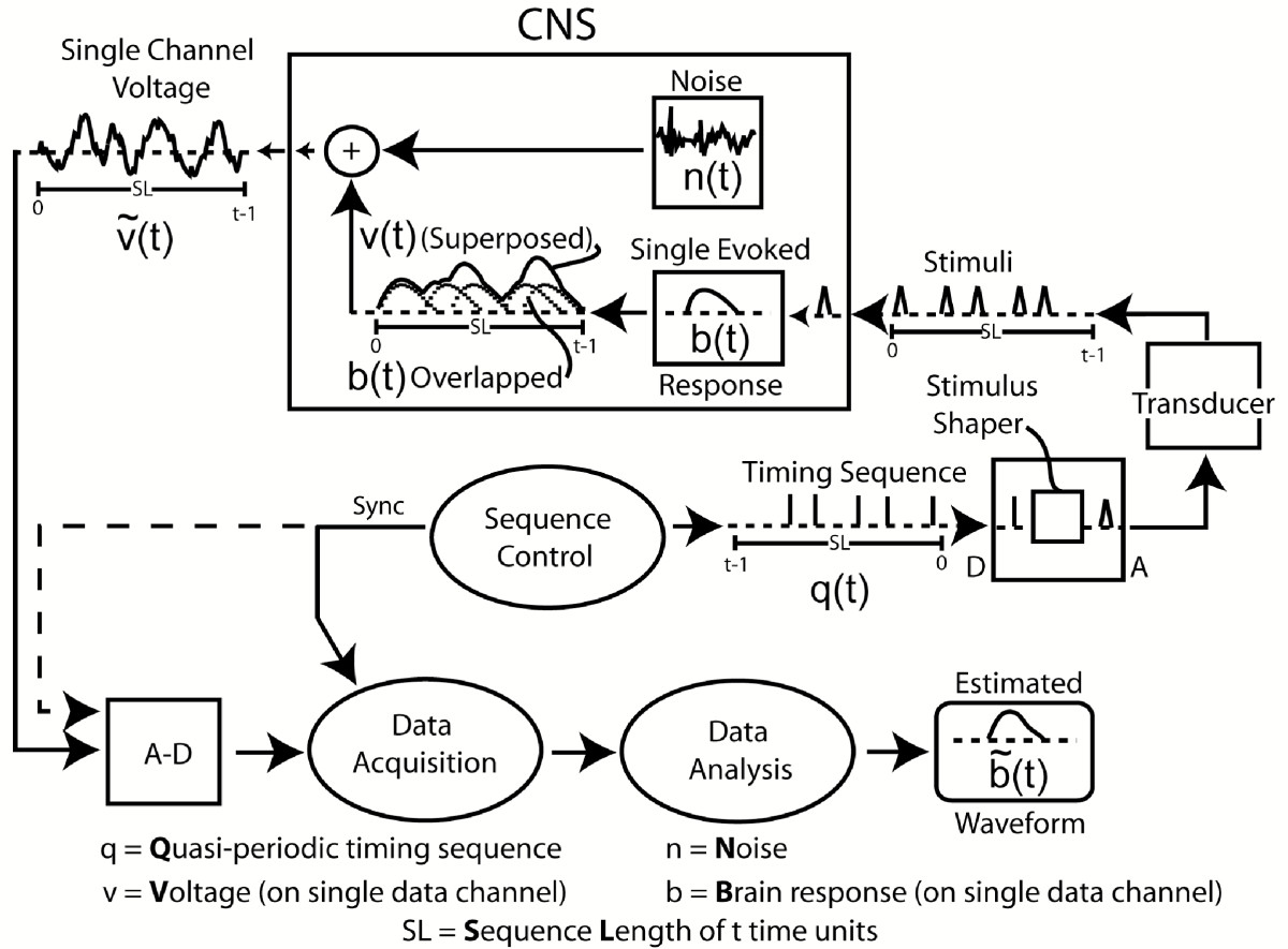 Human Sensory Evoked Responses Differ Coincident With Either Fusion Memory Or Flash Memory As Shown By Stimulus Repetition Rate Effects Springerlink