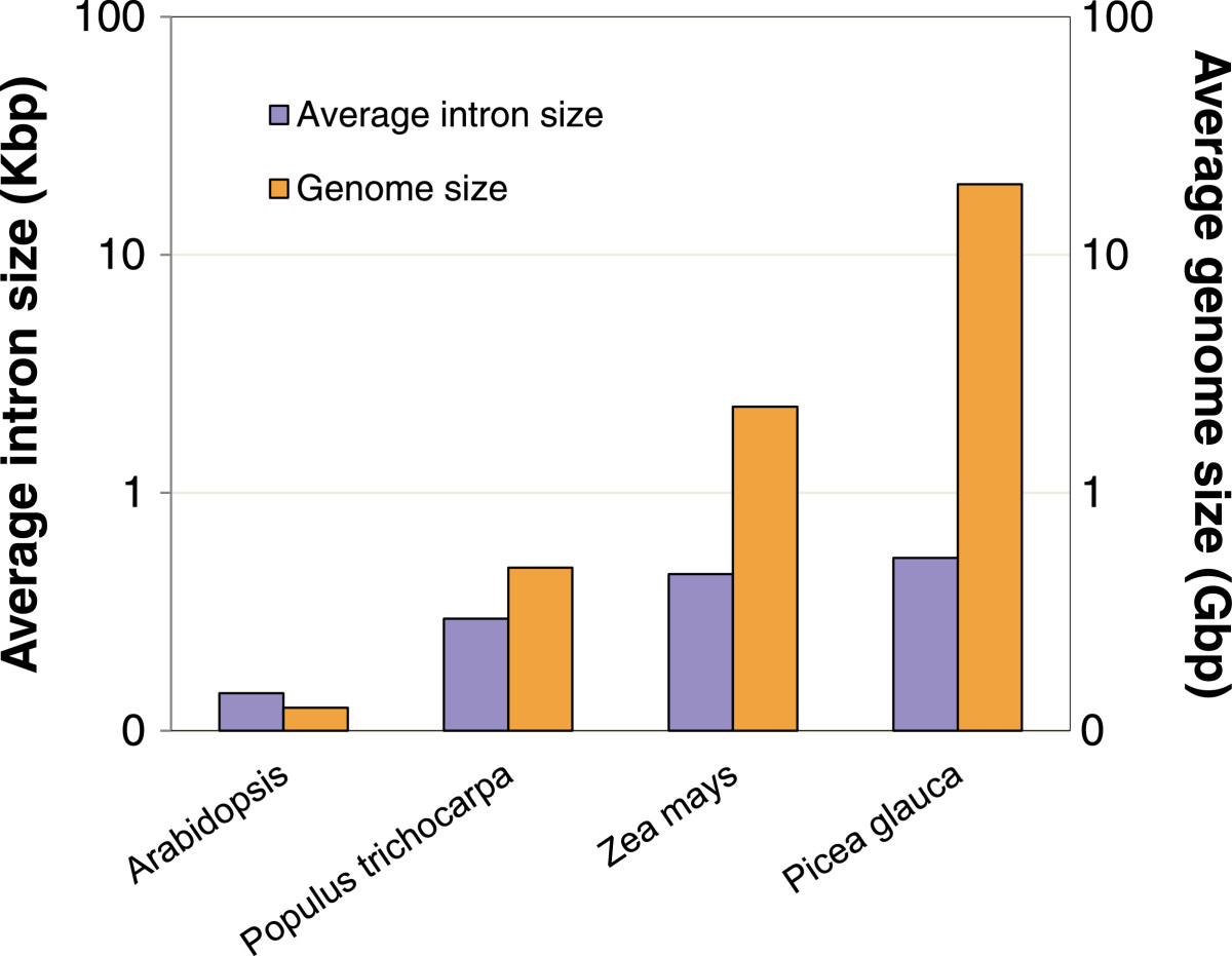 evolution of gene structure in the conifer picea glauca a arabidopsis genome size