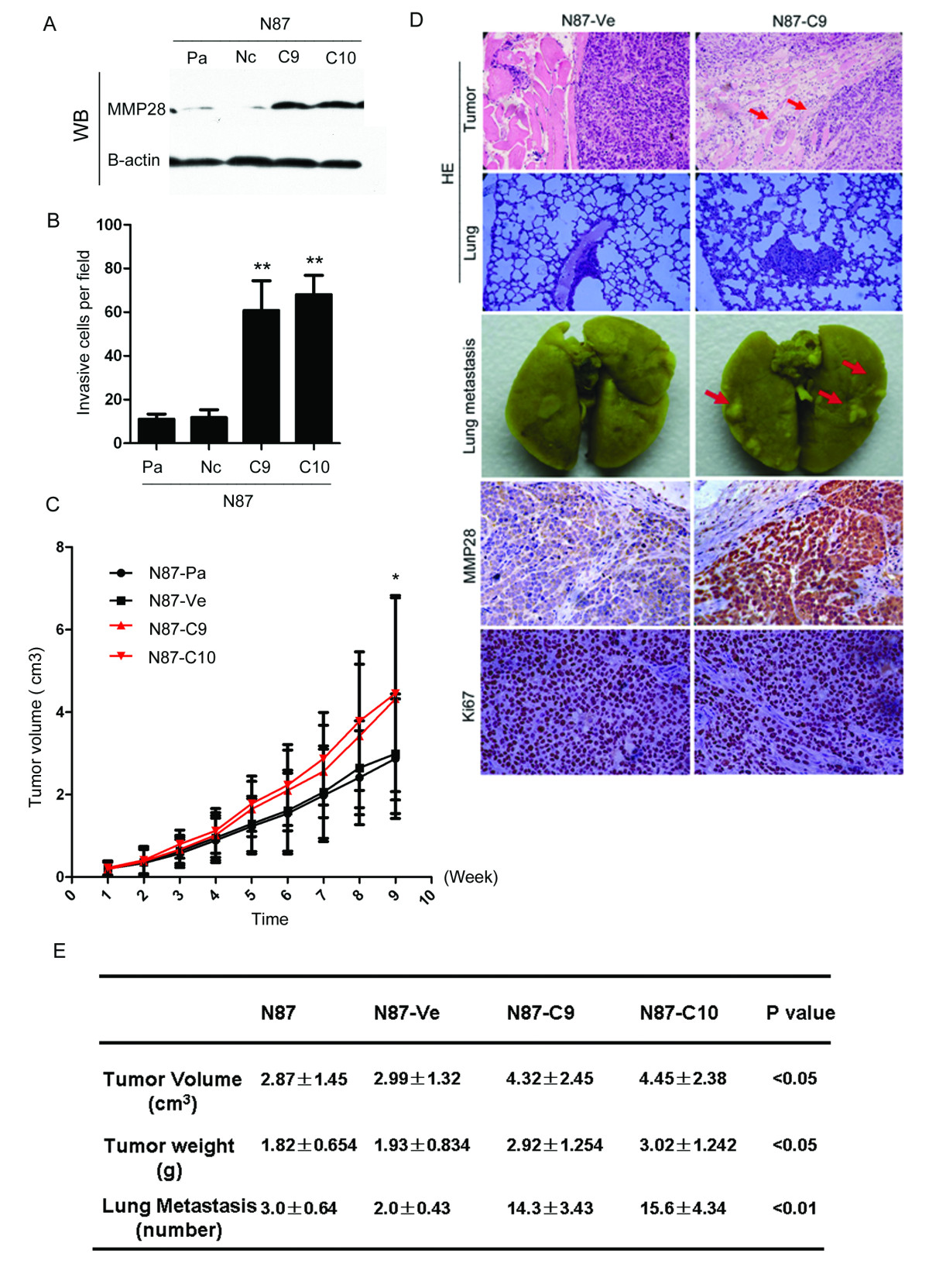 MMP28 epilysin as a novel promoter of invasion and metastasis in Open image in new window