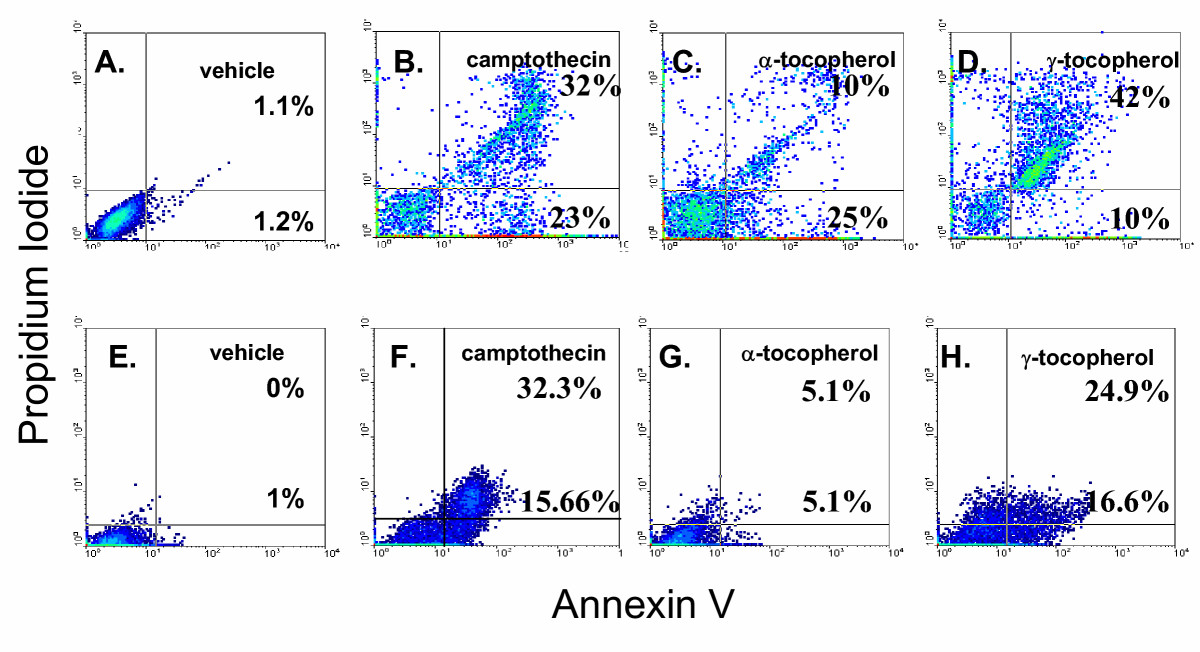 annexin v pi staining